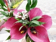 Buchet nasa cale roz