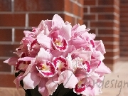 Buchet mireasa orhidee